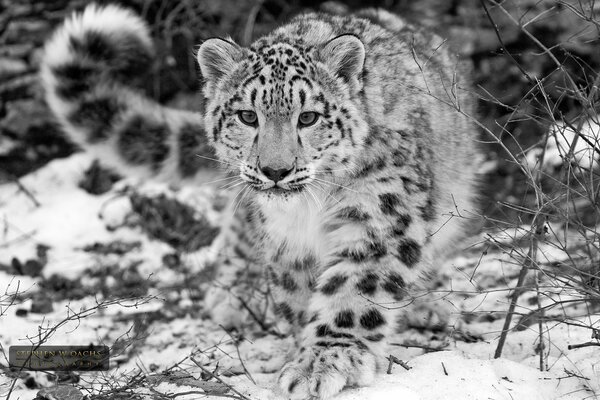 Photo noir et blanc d un léopard des neiges