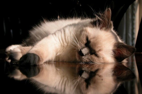 Eine schöne Katze spiegelt sich im Tisch wider