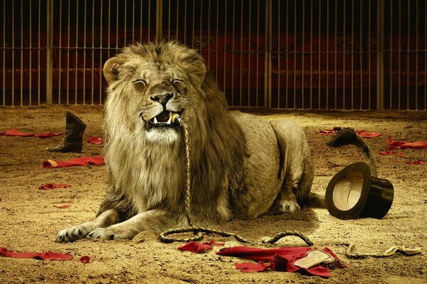 The king of beasts in the arena. A lion with a whip in its mouth