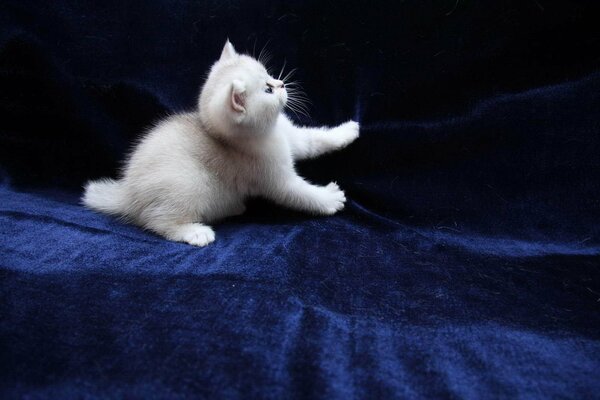 Gattino bianco che gioca con una coperta blu