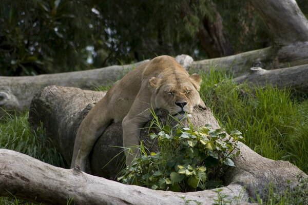 Sleeping lion under the sun on a tree