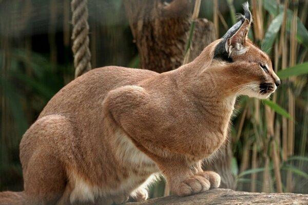 Lince sentado en pose