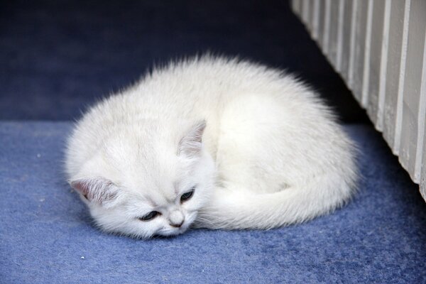 A small white cat sleeps on a blanket