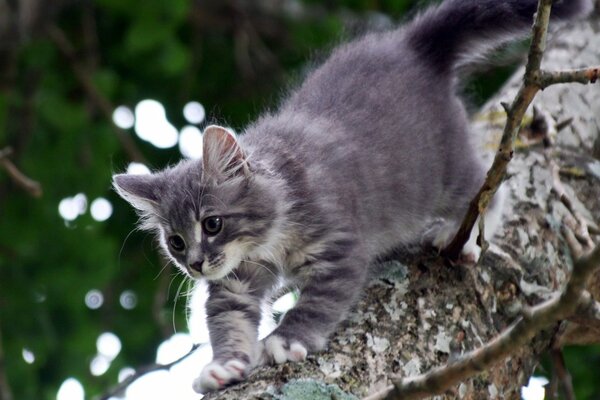 Pequeño gatito gris en un árbol