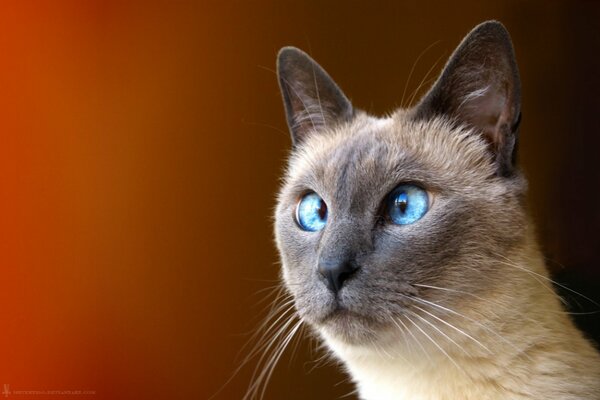 The cat squints blue eyes eyes