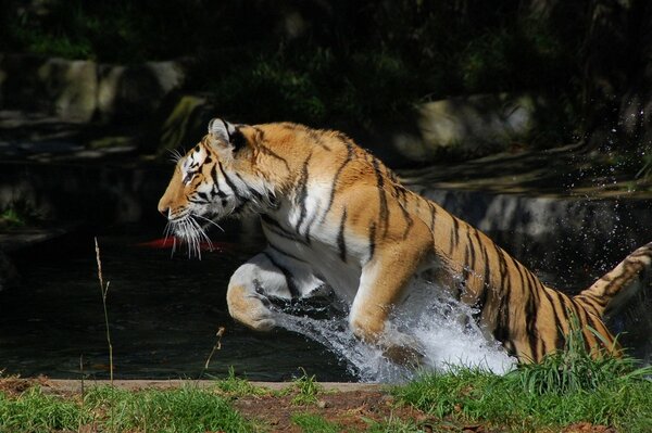 Salto del tigre en una especie de