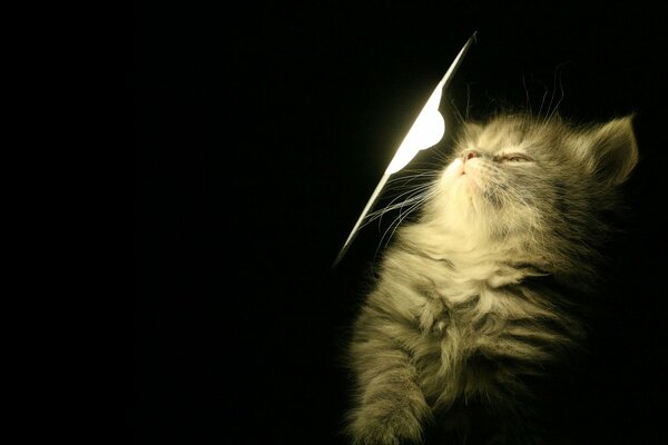 A little kitten basks under the light of a lamp