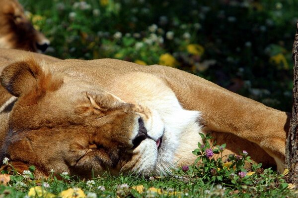 Lionne dort sur l herbe verte