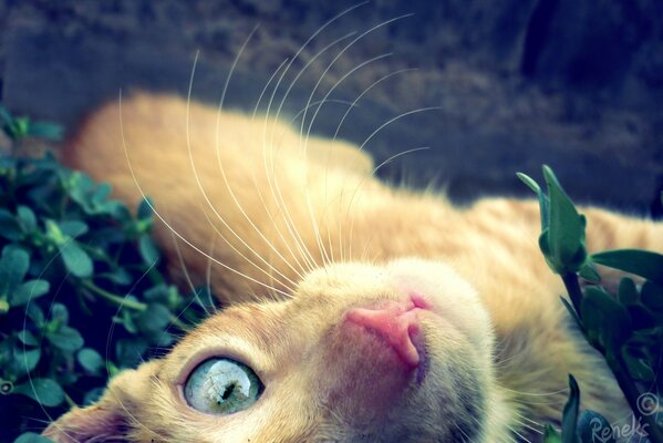 Dorosły rudowłosy kot z niebieskimi oczami patrzy prosto w kamerę
