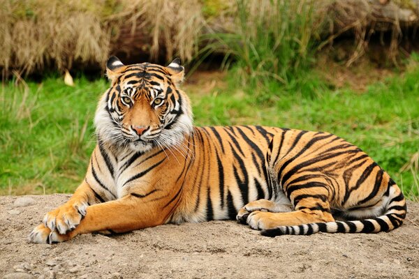 Anmutiger Tiger in freier Wildbahn