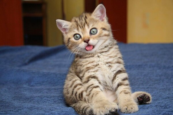 Lindo gatito gris sacó la lengua