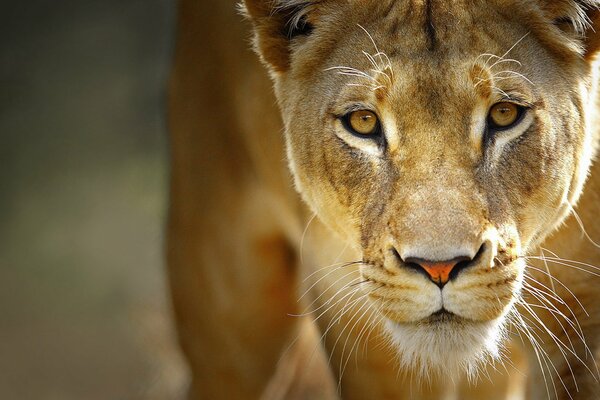 Lionne prédatrice aux couleurs sablonneuses