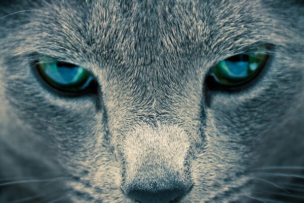 Blue eyes of a gray cat