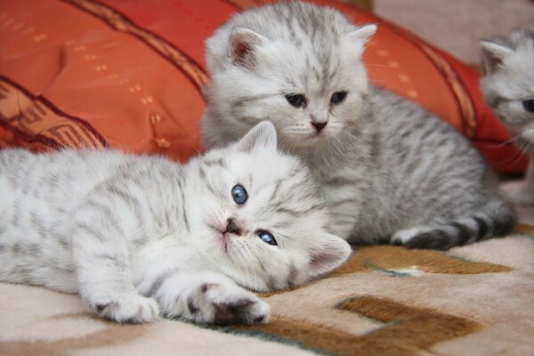 Two cute fluffy kittens