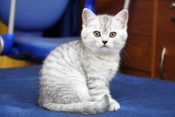 Маленький полосатый котенок сидит на синем
