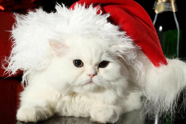 White cat in Santa Claus hat