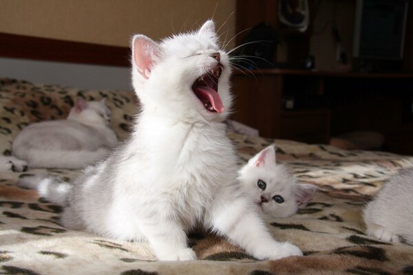 Pequeño gatito blanco lindo bosteza rodeado de otros gatos