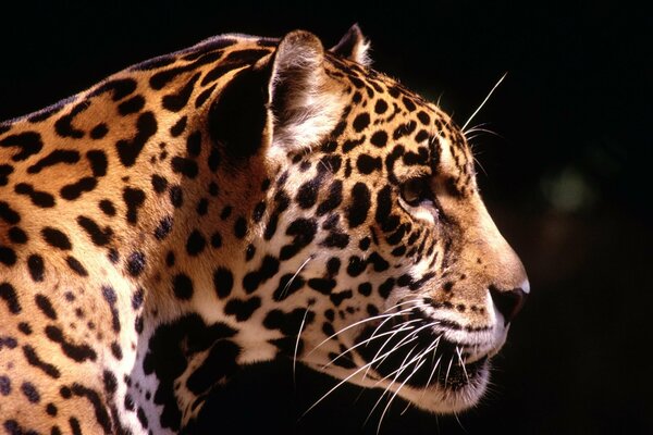 Profil de léopard sur fond noir