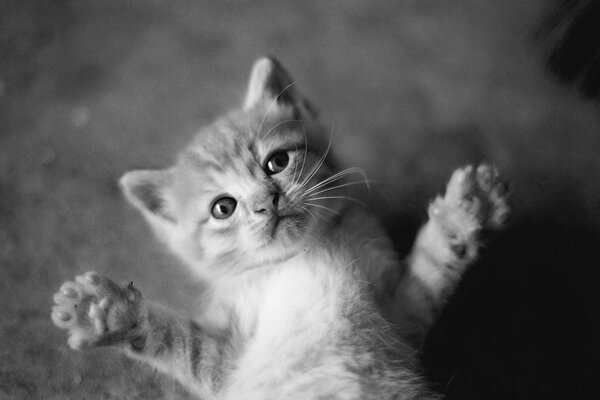 Piccolo gattino in una foto in bianco e nero
