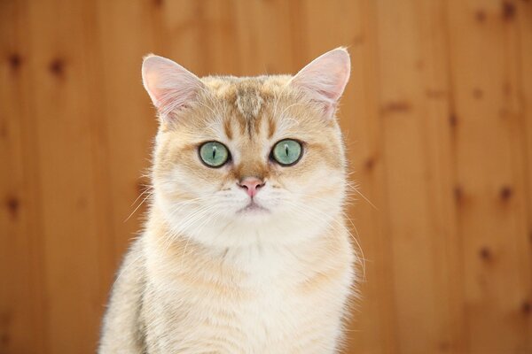 Gato de ojos azules posa para un retrato