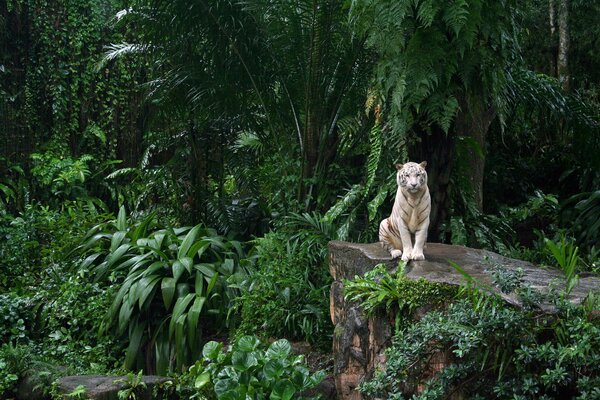Белый тигр в зоопарке сингапура
