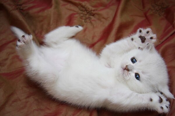 Divertente gattino bianco con occhi azzurri