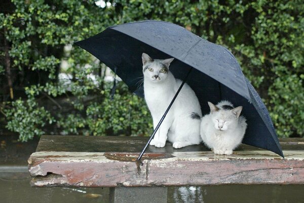 White cats under an umbrella