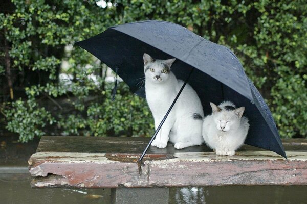 Gatos blancos bajo paraguas