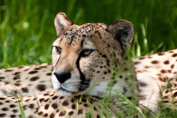 Adulte guépard profiter du soleil dans l herbe verte