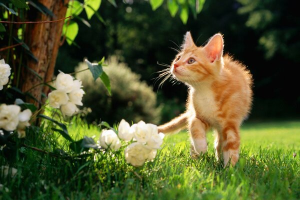 Rote Katze und Blumen