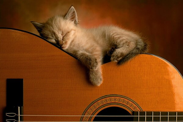 A pretty kitten sleeps on a guitar