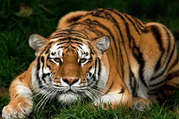 The tiger is lying in the grass