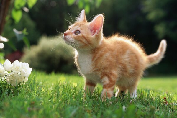 Rotes Kätzchen auf dem Rasen