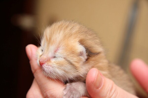 A small newborn kitten is sleeping