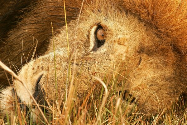 Uno sguardo ravvicinato al leone selvatico