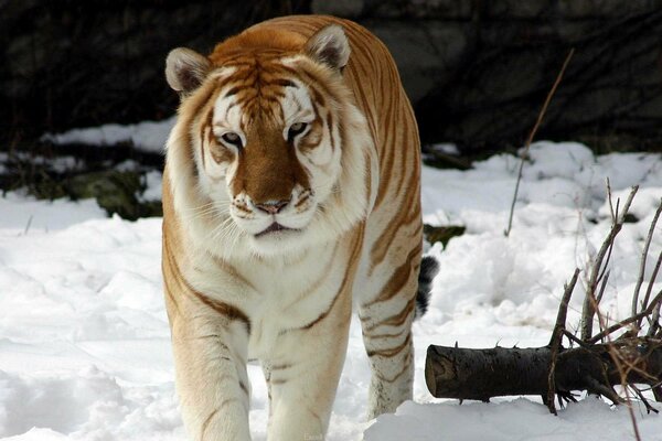 The tiger is standing in the snow. There is a thick branch nearby