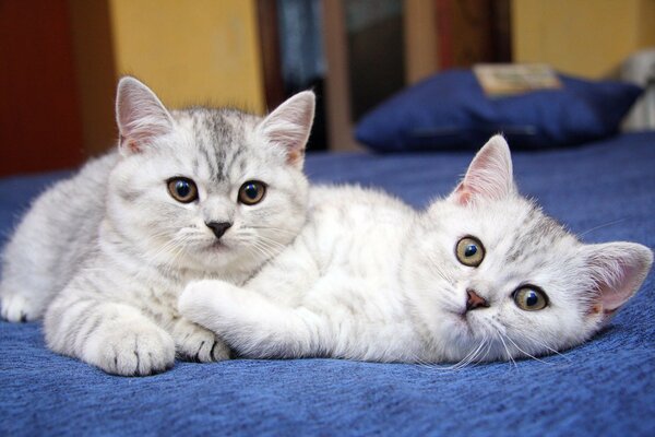 Chatons mignons sur un plaid bleu