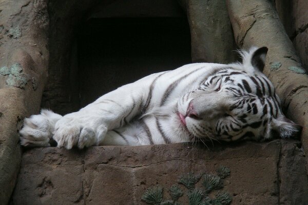 Peaceful sleeping white tiger