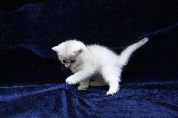 Chaton mignon avec shorstka échevelée