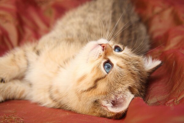 A red-haired kitten with blue eyes looks at the ceiling