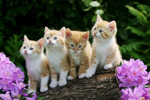 Quatre chatons roux en fleurs