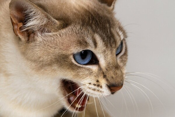 Gato enojado sisea en el abusador