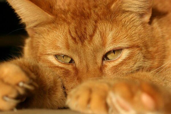 Il gatto rosso guarda il bottino