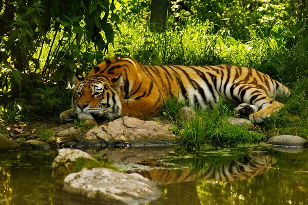 Tiger in a peaceful pose near the pond