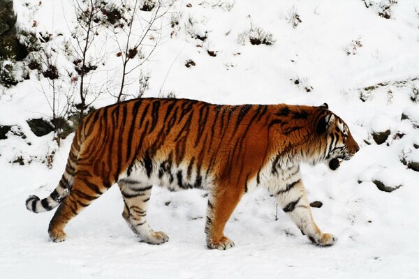 A tiger walks through the snowy taiga