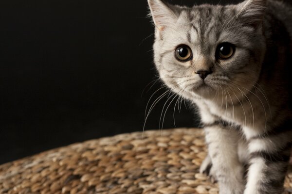 Petit chaton rayé britannique