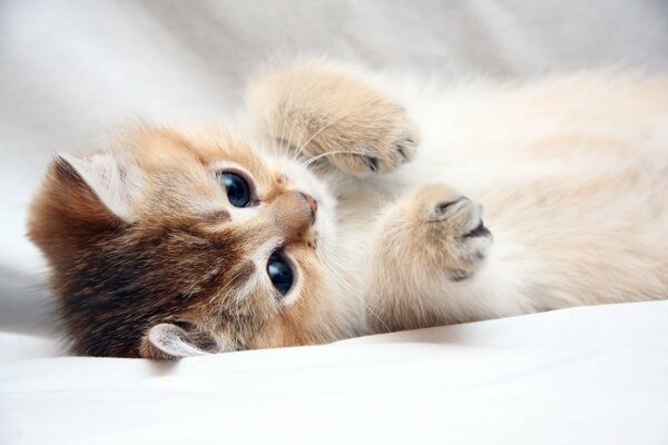 Cute kitten is lying on its side