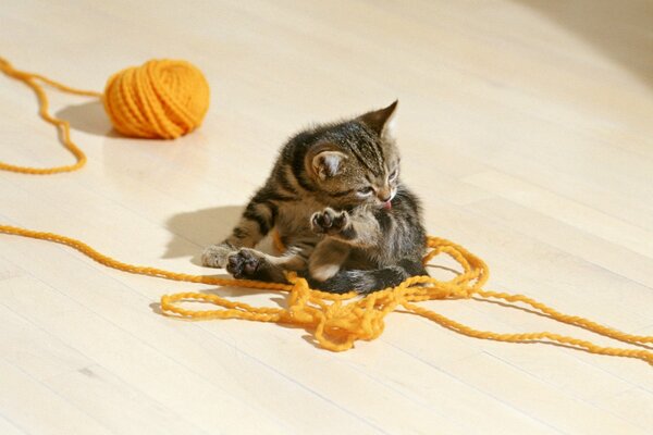 Pręgowany kotek z kłębkiem nici