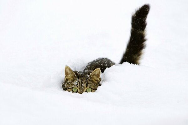 The cat hid in the snow in winter