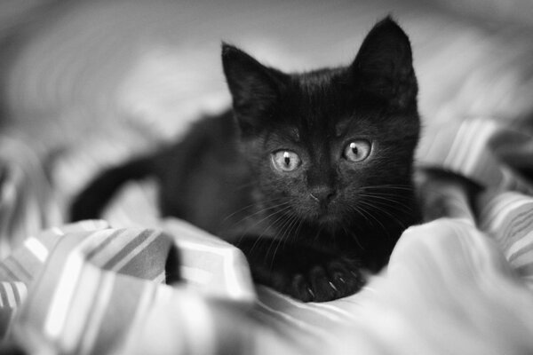 Gatito negro en una manta blanca